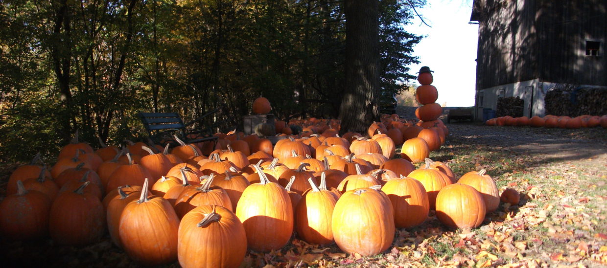 There are pumpkins to choose from at the barn.