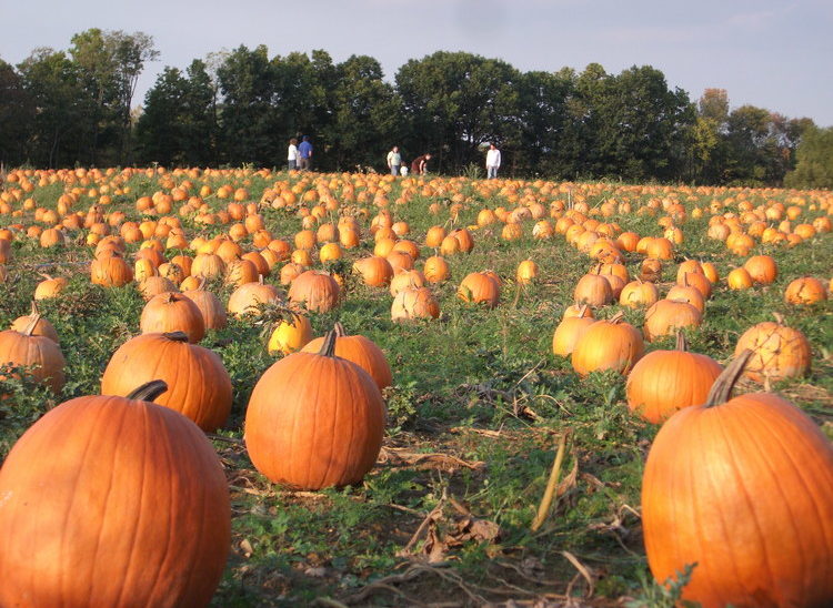 We have literally thousands of pumpkins to choose from.