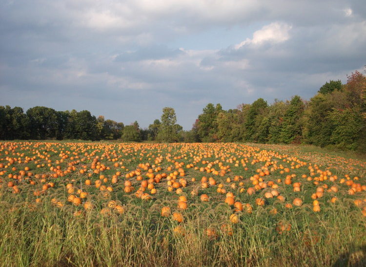 The pumpkin fields are rotated from year to year, but there are always thousands of pumpkins to choose from.
