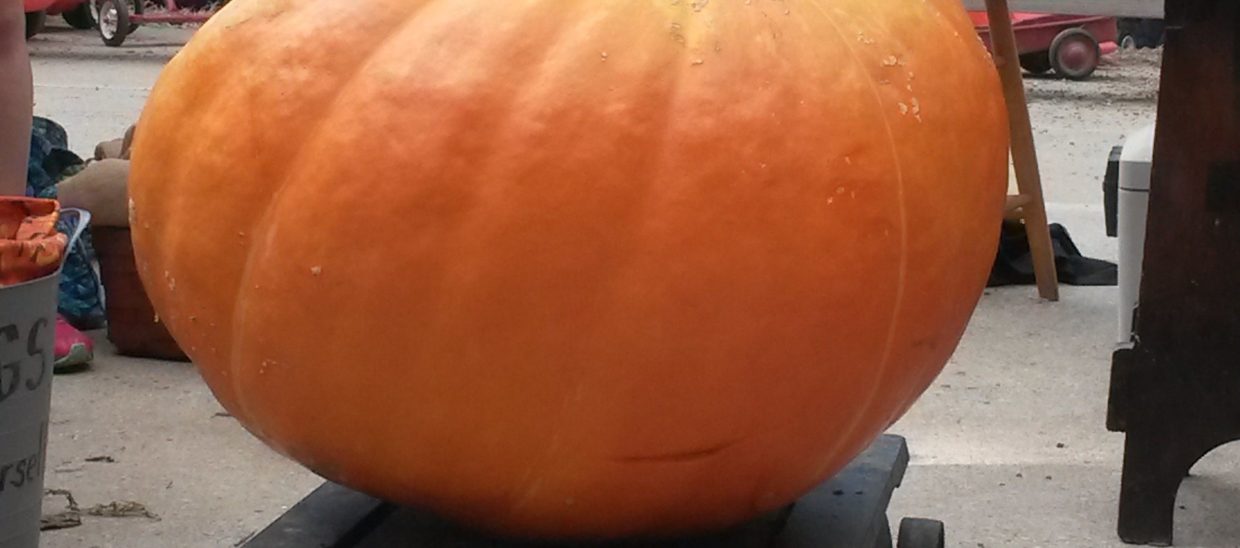 A 171 pound pumpkin picked on Saturday, September 19.