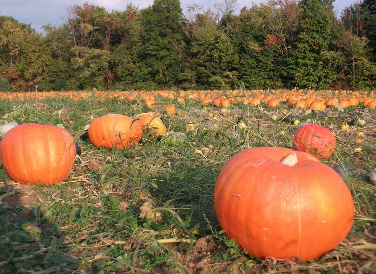 Some of our giant pumpkins surpass 100 pounds, and have grown as large as 200.  The largest pumpkins are always sold on the first few hours of the first day of hayrides in September.