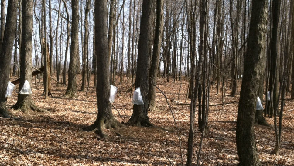 Although there is nothing green in the woods yet, the full bags are a sign of spring.