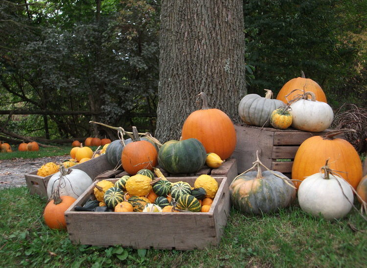 We grow a variety of colors and shapes of pumpkins and gourds.