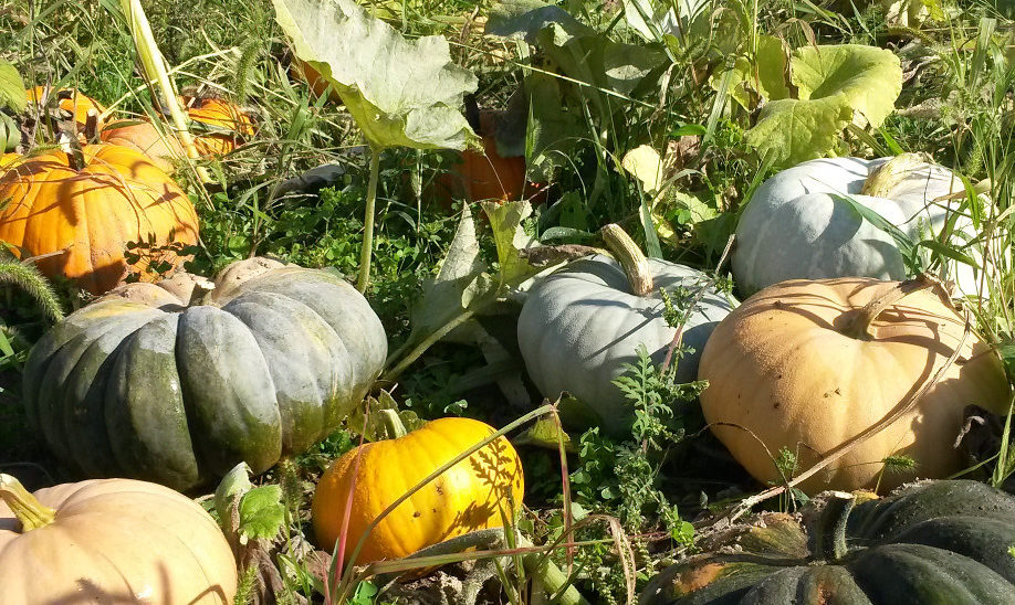 Pumpkins of many colors can be found in the field.