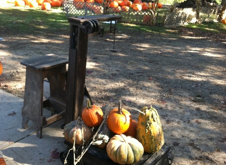 Weighing The Pumpkins