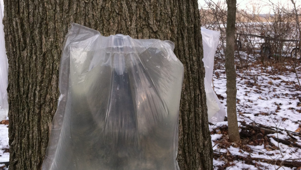 We currently use 3 gallon plastic bags to collect a large portion of our sap. The use of bags makes it impossible for rain to enter the sap and minimizes the possibility of insects climbing in.