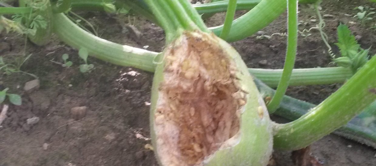 Early in the growth period, animals will destroy many small pumpkins.