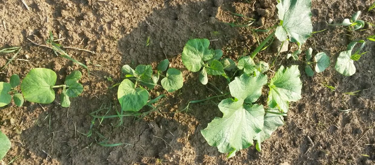 Although the grass growing here may not appear to be a problem, if left it will rob the pumpkins of sunshine, moisture and nutrients. The only solution is for us to hoe the entire field by hand.