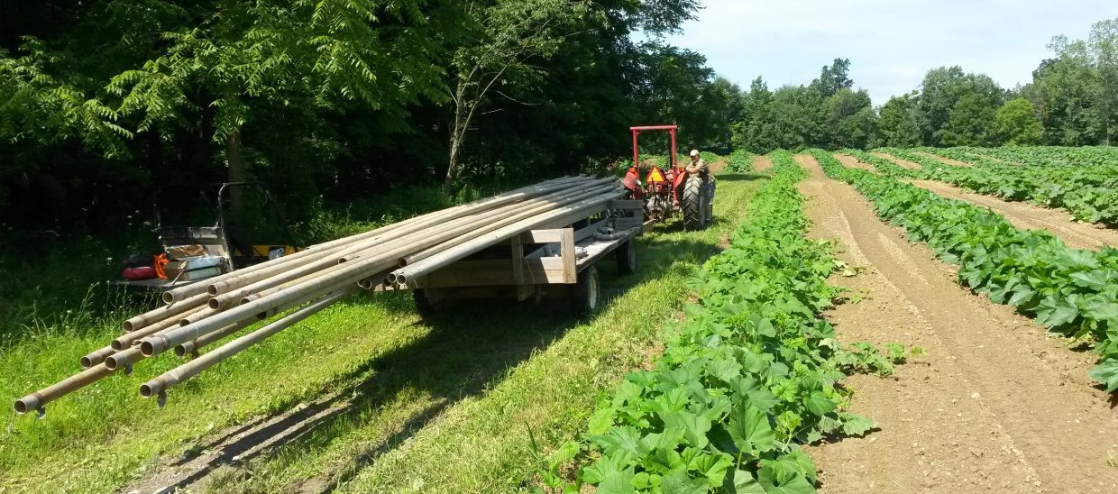 Every year there is a dry spell which would seriously threaten the crop without irrigation. We have a system of 30 and 40' long 3