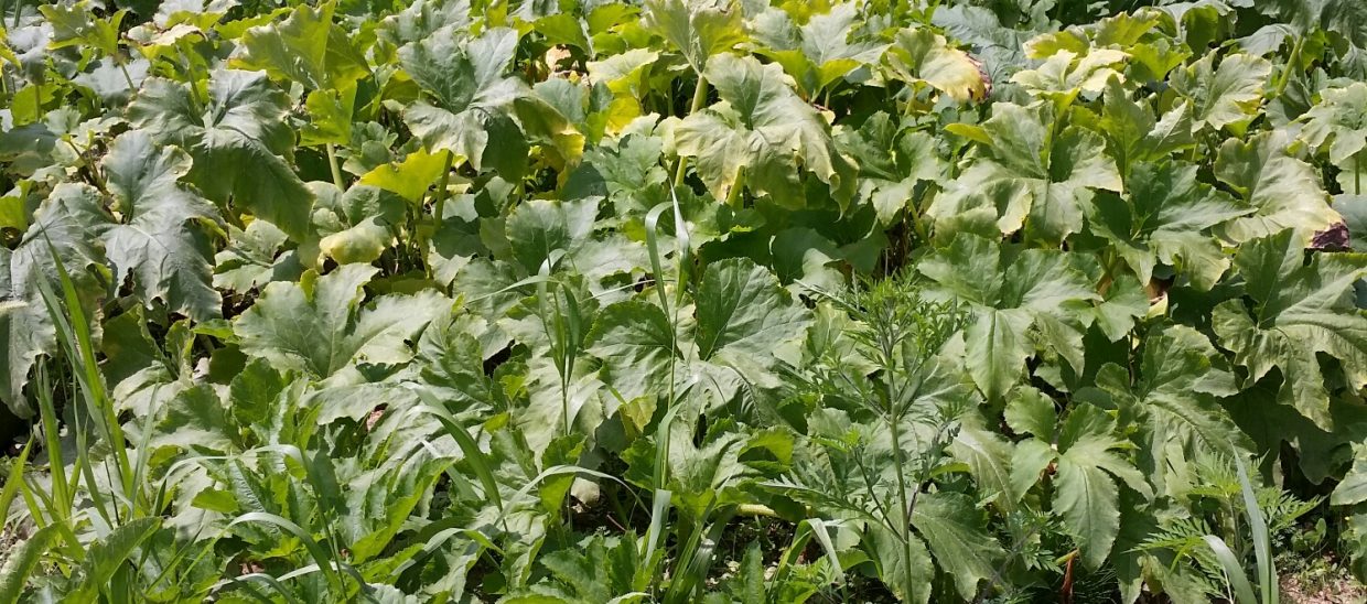 The discoloration shows that mildew has begun to spread from plant to plant, which dramatically limits a crop if the plants die before the pumpkins are large and mature.