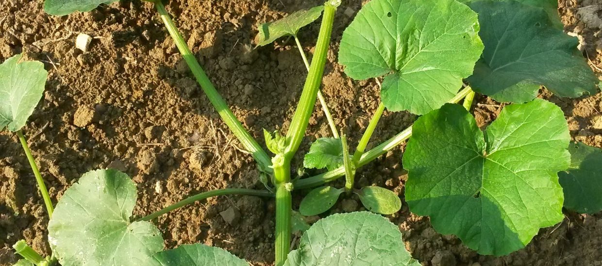 An animal has eaten off the top leaves.