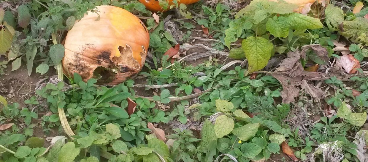 During the growing season this area was covered from view with large pumpkin leaves. It is difficult to find all the areas that animals, usually groundhogs, are eating pumpkins.