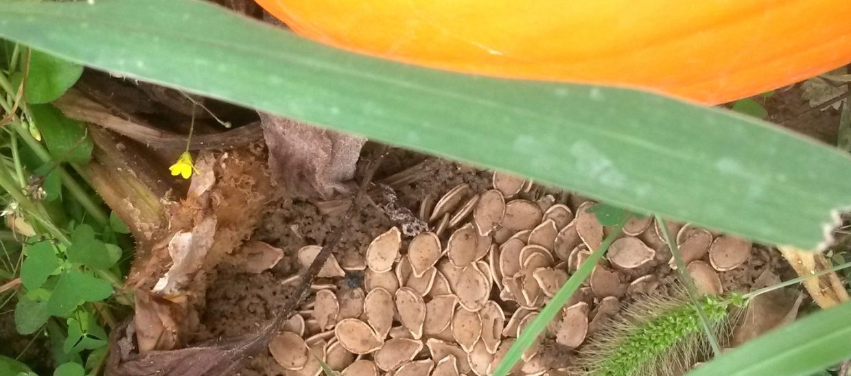The pile of seeds beside this pumpkin is all that is left of a pumpkin that was eaten by animals, probably groundhogs.
