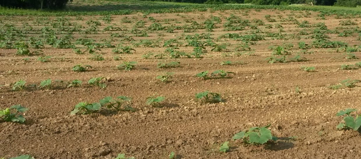 Due to a dry spell just after planting, not all the seeds germinated (sprouted and grew).