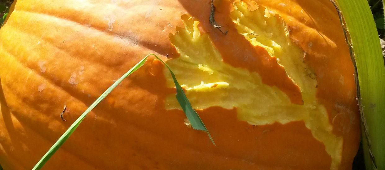 If the animal doesn't chew all the way to the inside, the pumpkin will continue to grow but with a scar.